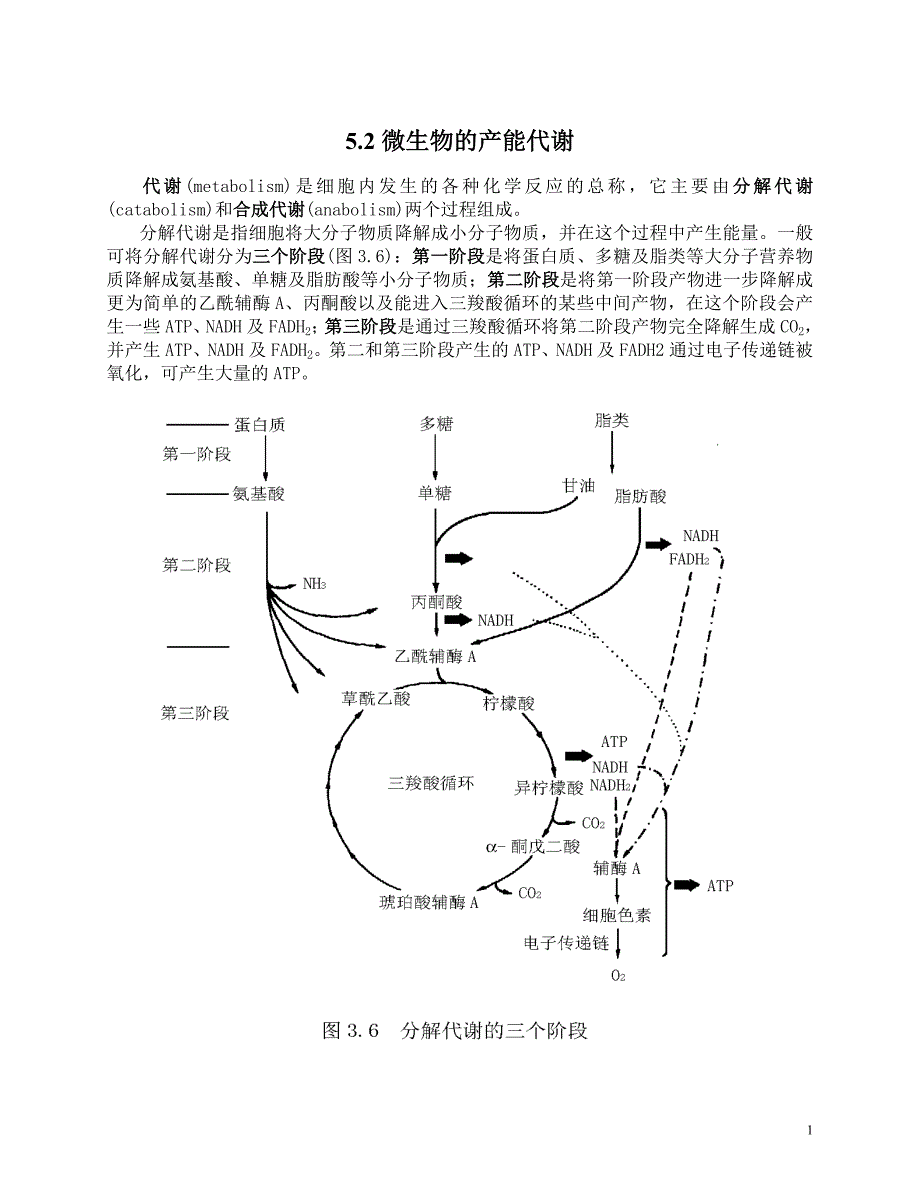 微生物的产能代谢.doc_第1页