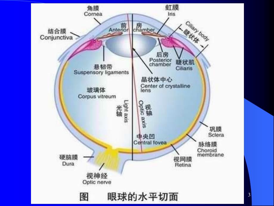 玻璃体病(临床)学习课件_第3页