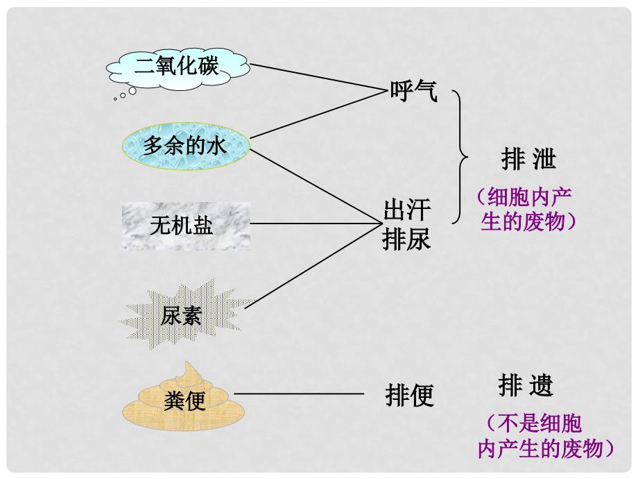 山东省日照市东港实验学校七年级生物下册《人体内废物的排出》课件2 新人教版_第2页