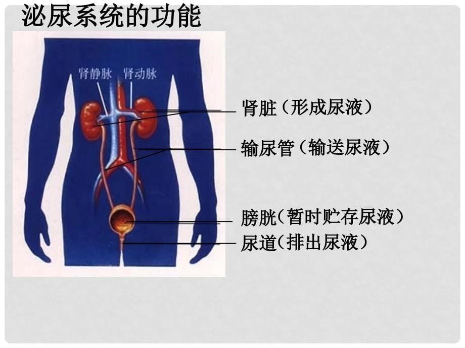 山东省日照市东港实验学校七年级生物下册《人体内废物的排出》课件2 新人教版_第5页