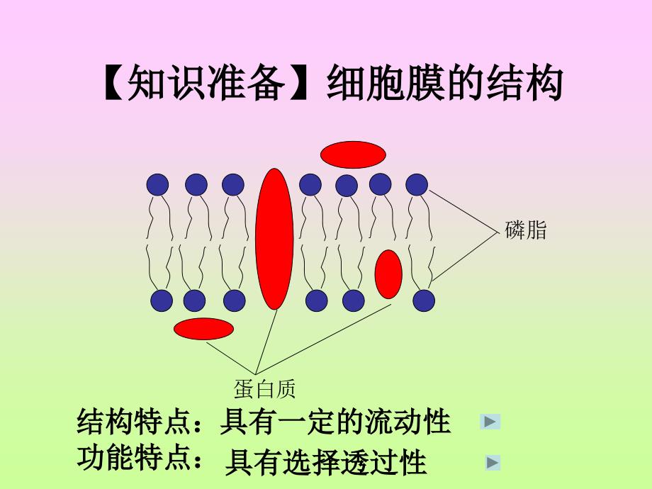 人教版教学课件第四章第三节 物质跨膜运输的方式(共37张PPT)_第2页