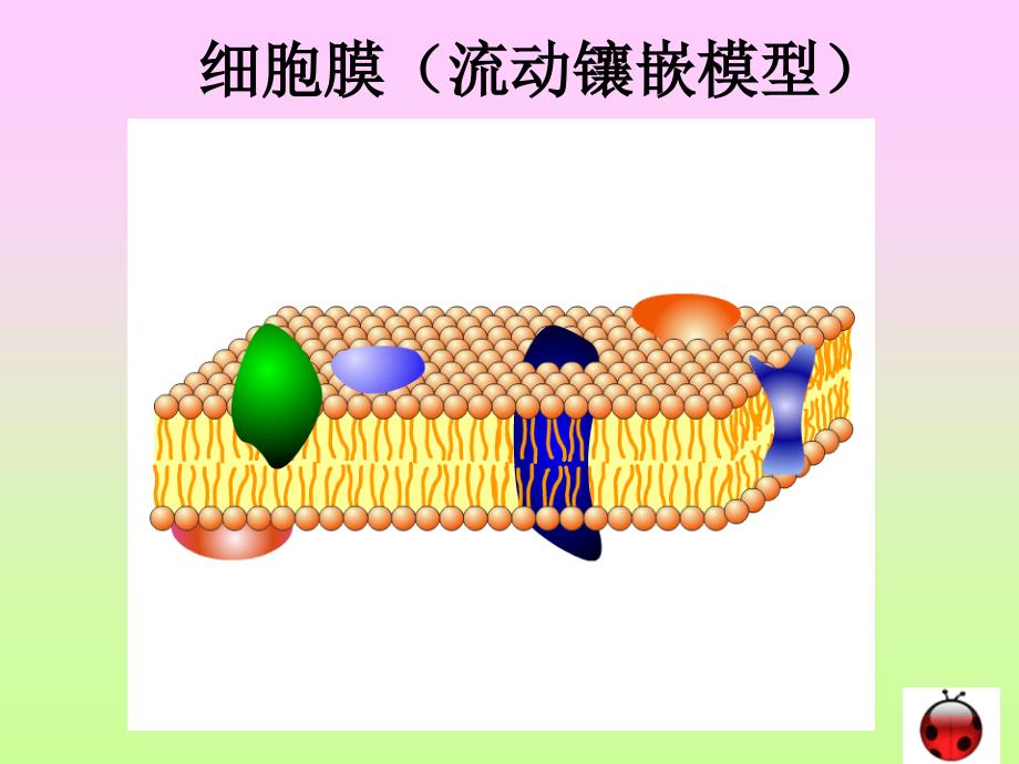 人教版教学课件第四章第三节 物质跨膜运输的方式(共37张PPT)_第3页