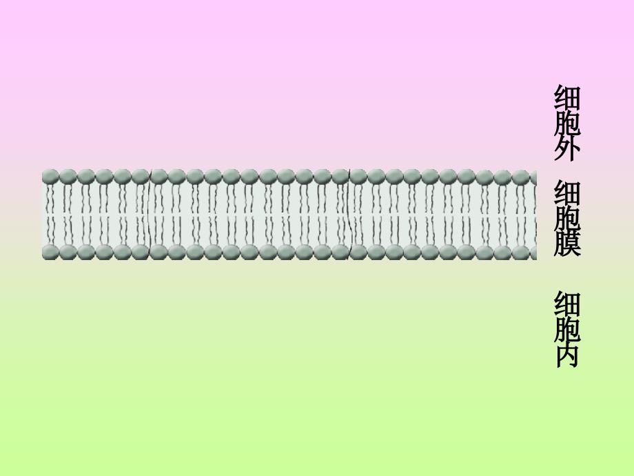 人教版教学课件第四章第三节 物质跨膜运输的方式(共37张PPT)_第4页