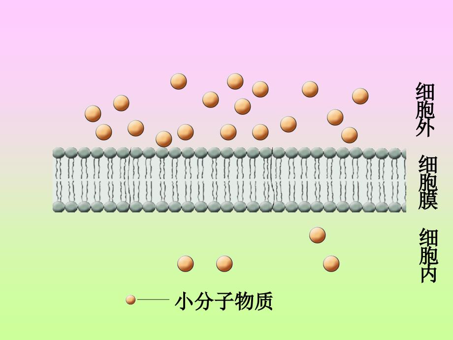 人教版教学课件第四章第三节 物质跨膜运输的方式(共37张PPT)_第5页