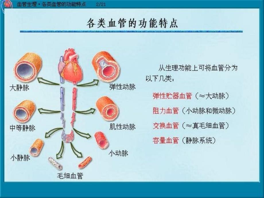 人体解剖生理学循环_第3页