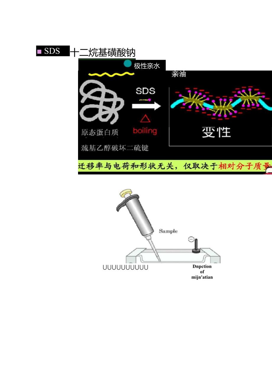 王镜岩生物化学第7章蛋白质的分离纯化和表征百_第4页