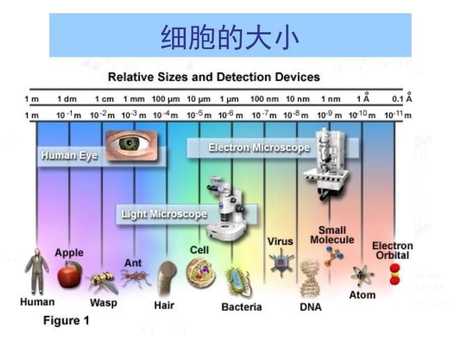 《细胞和生物膜》PPT课件.ppt_第5页