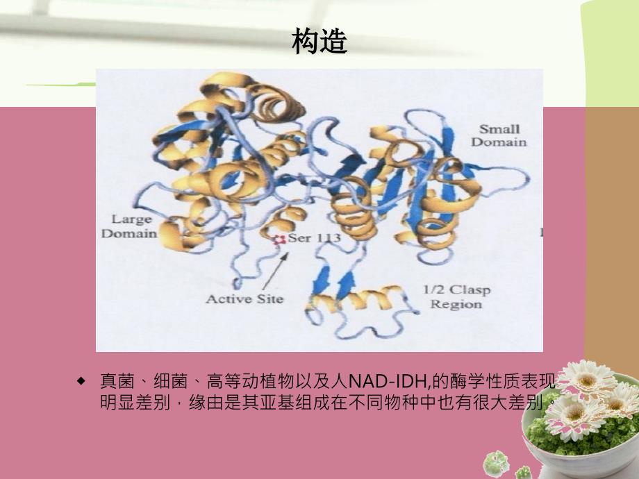 异柠檬酸脱氢酶ppt课件_第3页