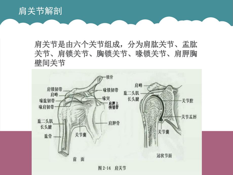 肩关节半脱位ppt课件_第2页