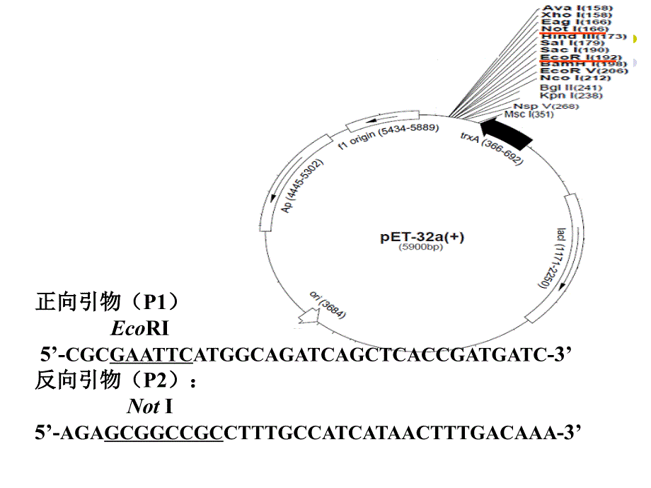 实验八PCR产品纯化及定向克隆-09级_第3页