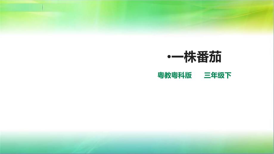 粤教粤科版小学科学新版三年级下册科学第三单元第11课时《一株番茄》ppt课件_第1页