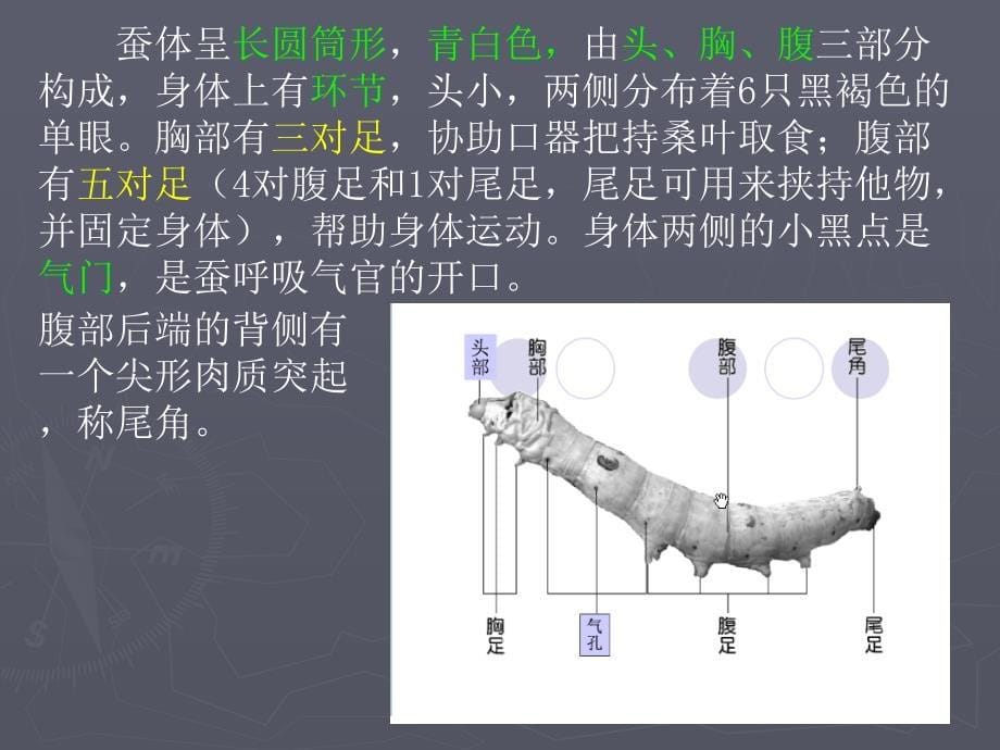 22蚕的生长变化PPT三下_第5页