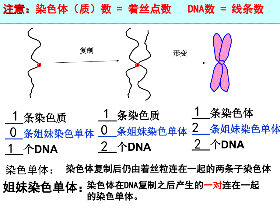 染色质有丝分裂全过程_第2页