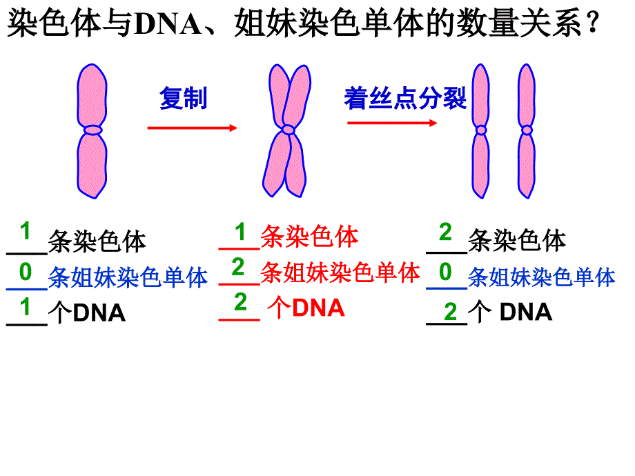 染色质有丝分裂全过程_第3页