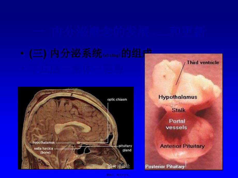 内分泌总论课件_第4页