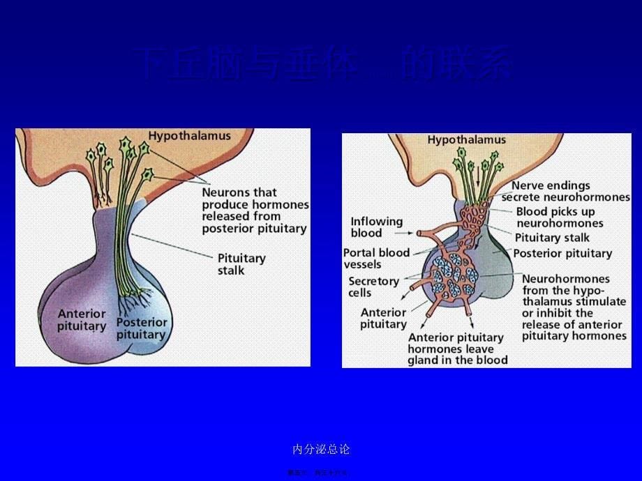 内分泌总论课件_第5页