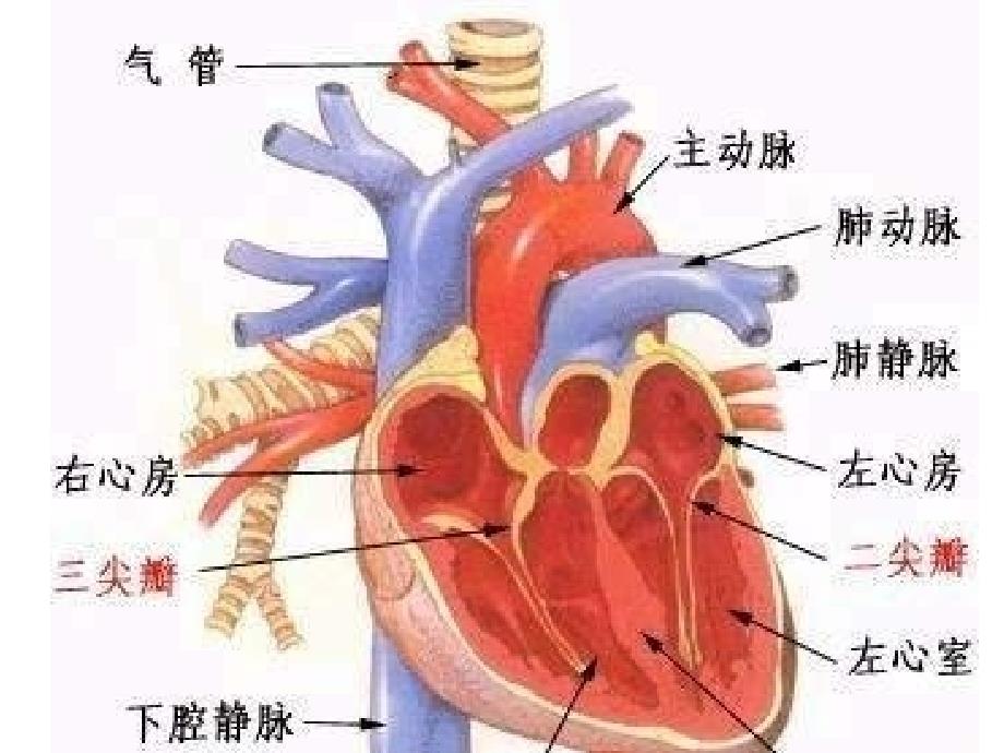 二尖瓣狭窄2课件_第1页