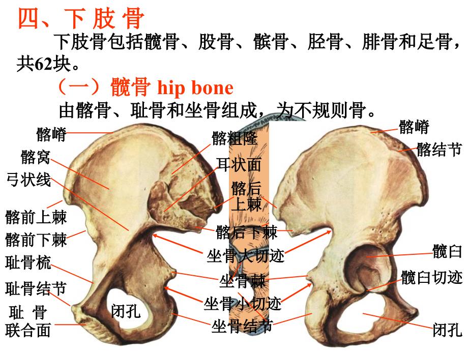 下肢骨与其连结课件_第2页