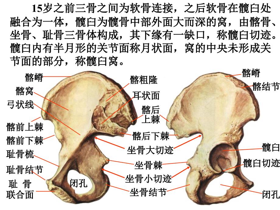 下肢骨与其连结课件_第3页