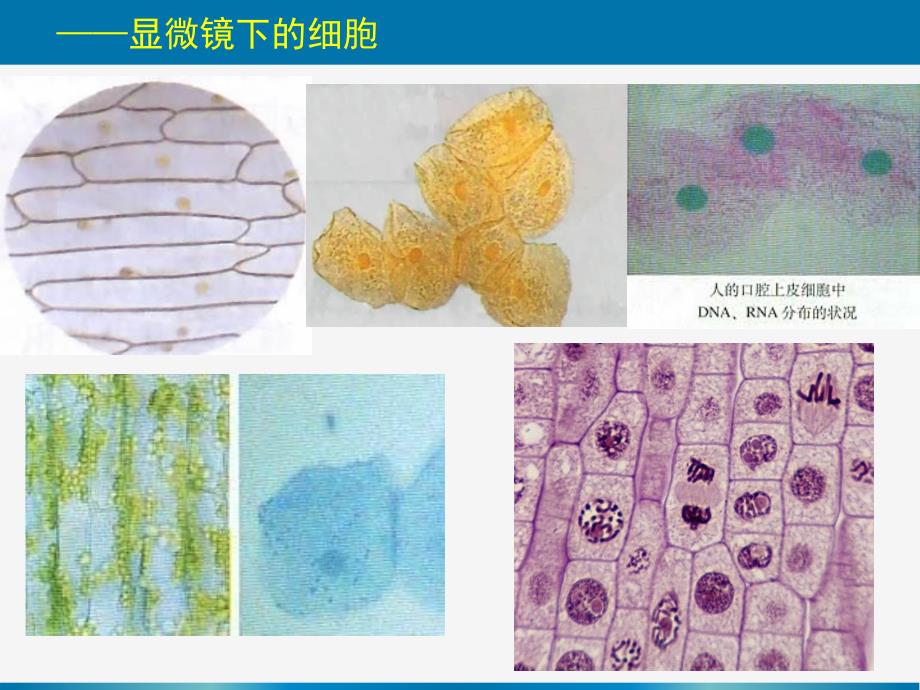 一轮复习《细胞器——系统内的分工合作课件_第2页