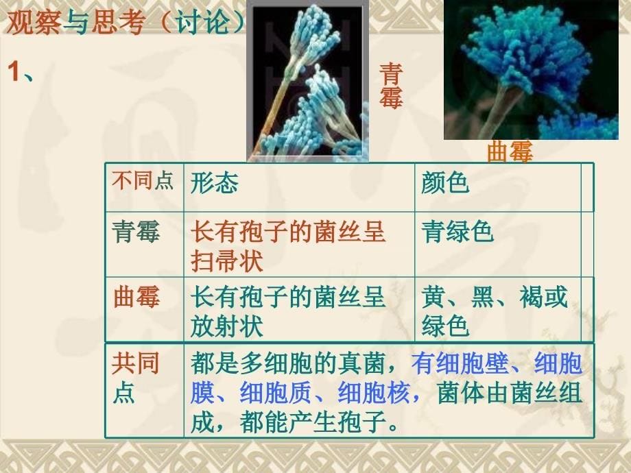 《生物真菌》PPT课件.ppt_第5页