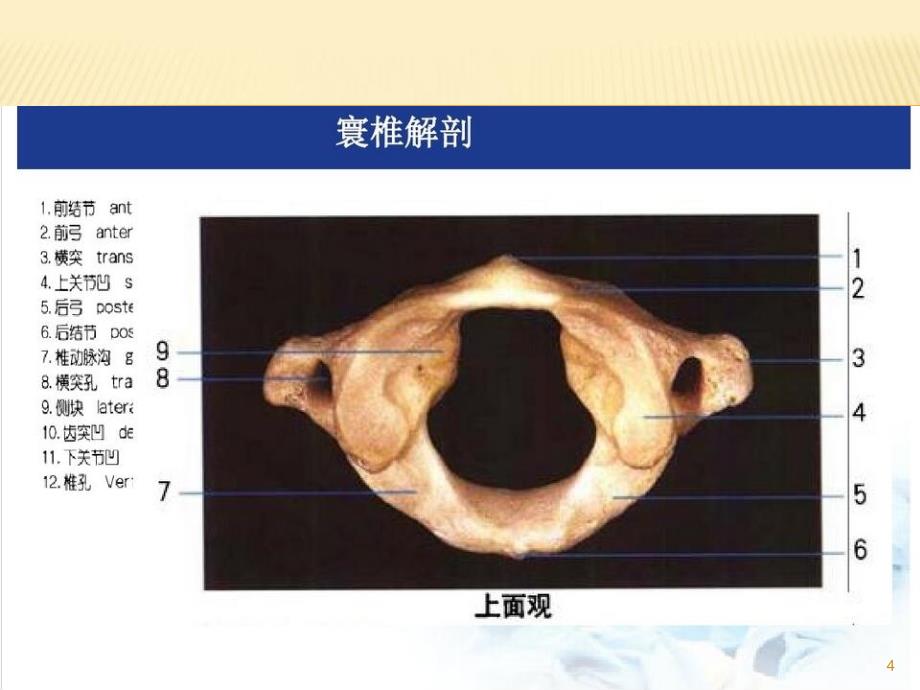 寰枢椎解剖PPT参考幻灯片_第4页