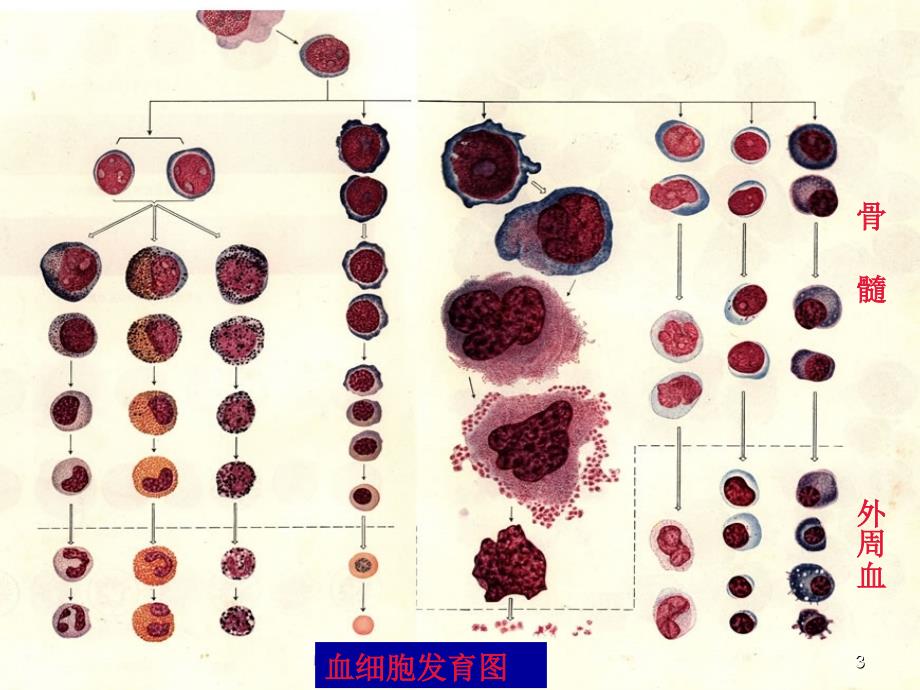 全血细胞减少的鉴别诊断PPT课件_第3页