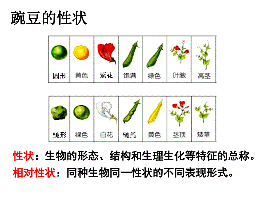 基因的分离定律复习2月_第4页