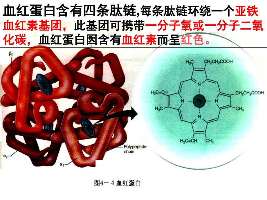 专题五血红蛋白的提取与分离_第2页