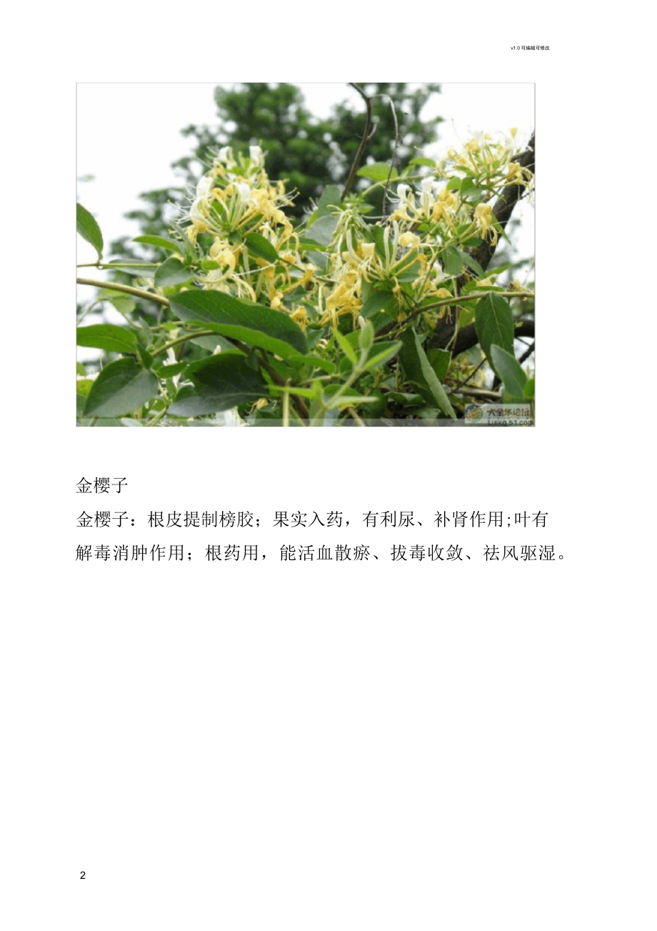 高清中药药材介绍_第2页