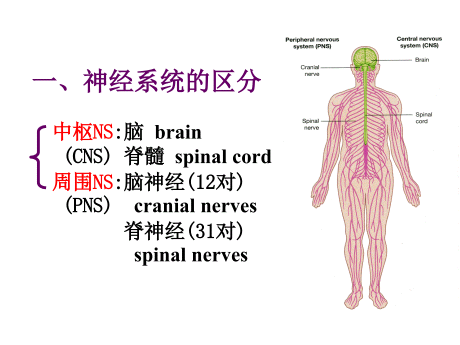 人体解剖学：神经系统总论、脊髓(2学时）_第3页