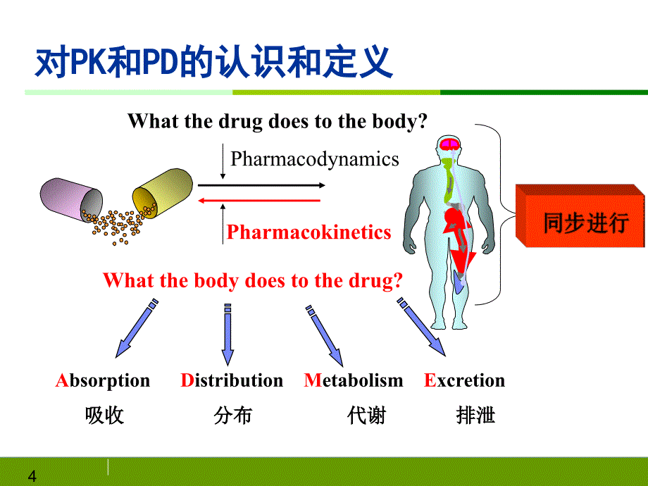 进修生培训-药代动力学课件_第4页