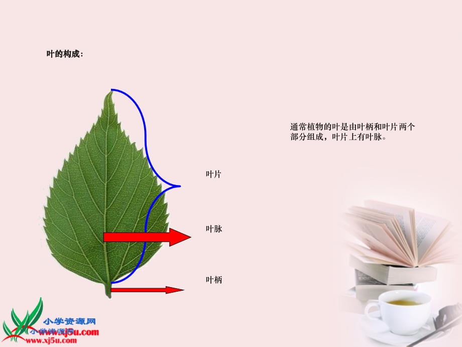 三年级科学下册花和叶1课件苏教版_第3页