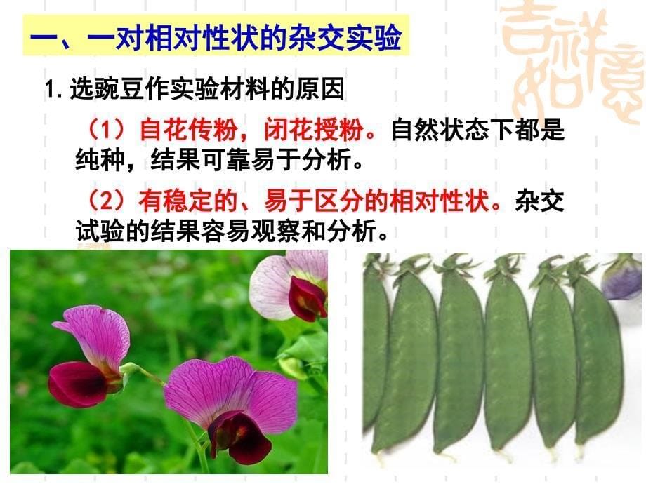 生物1.1分离定律课件2浙科版必修2_第5页