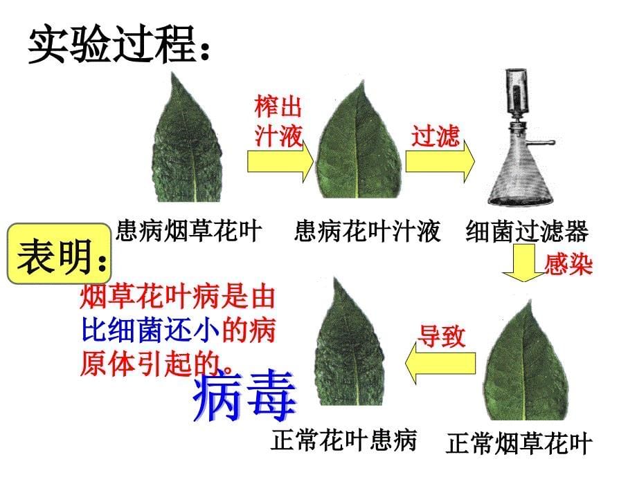 人教版八年级生物上册第五章《病毒》_第5页