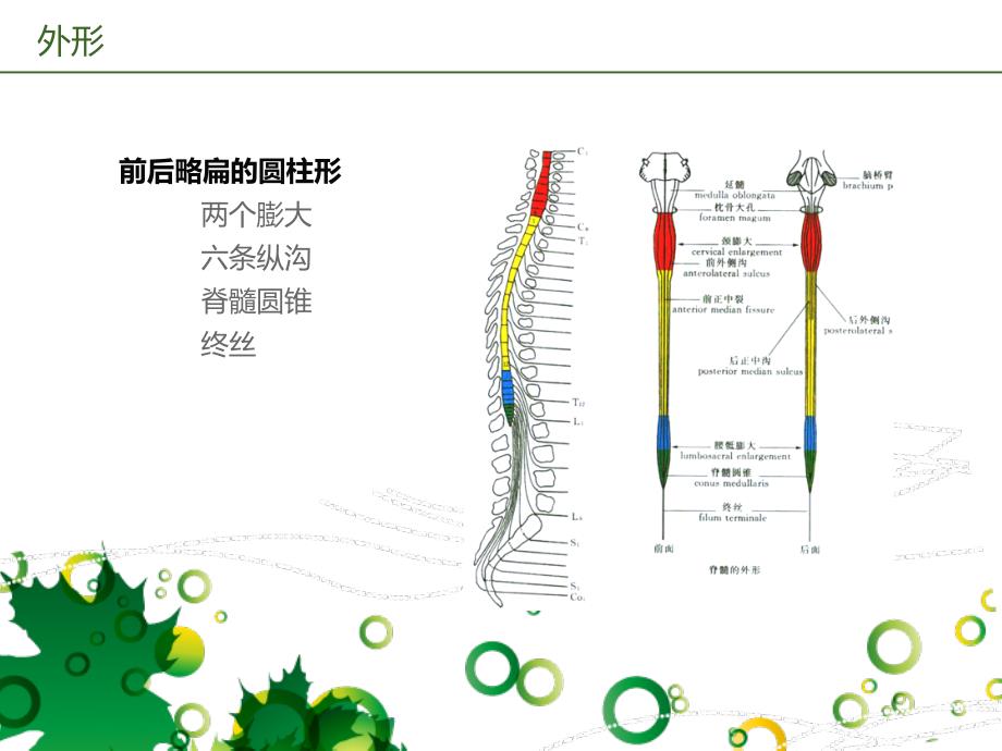 脊髓的解剖、功能与损伤表现_第4页