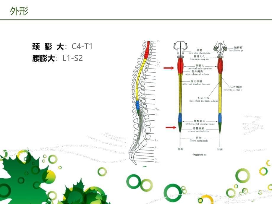 脊髓的解剖、功能与损伤表现_第5页