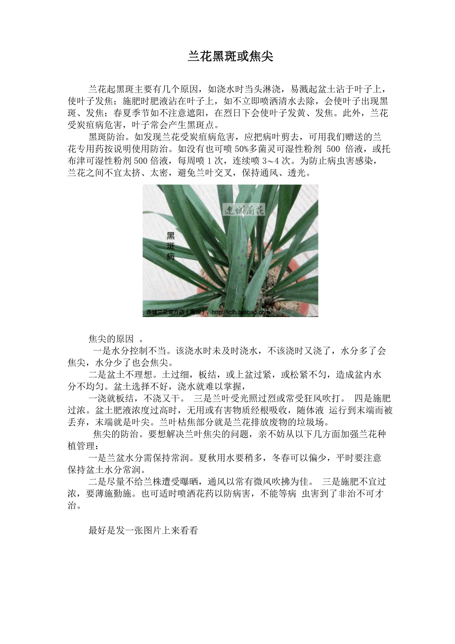 兰花黑斑或焦尖_第1页