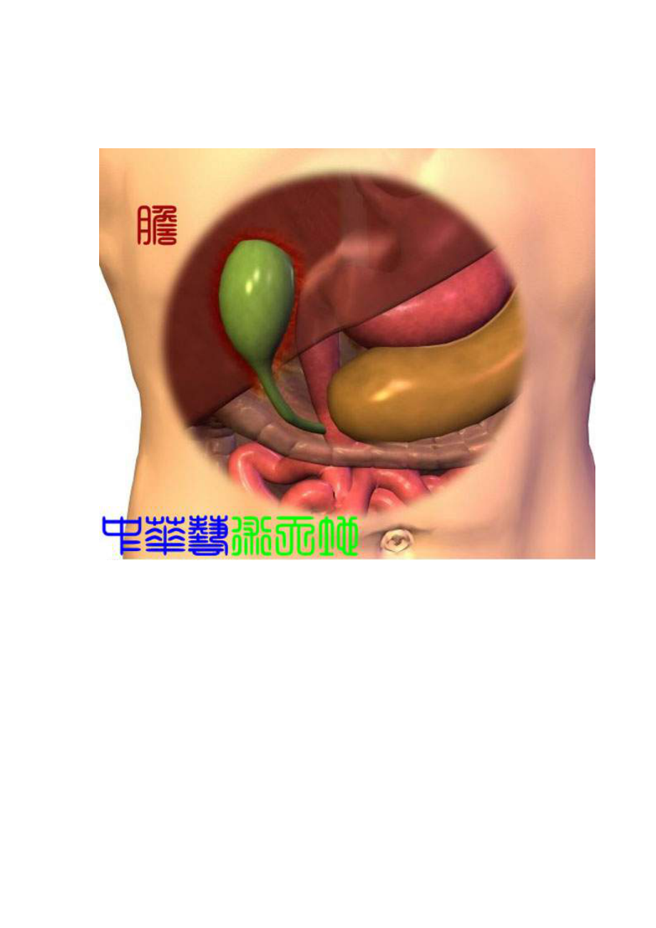 人体内脏结构图医学图谱-完整版_第3页