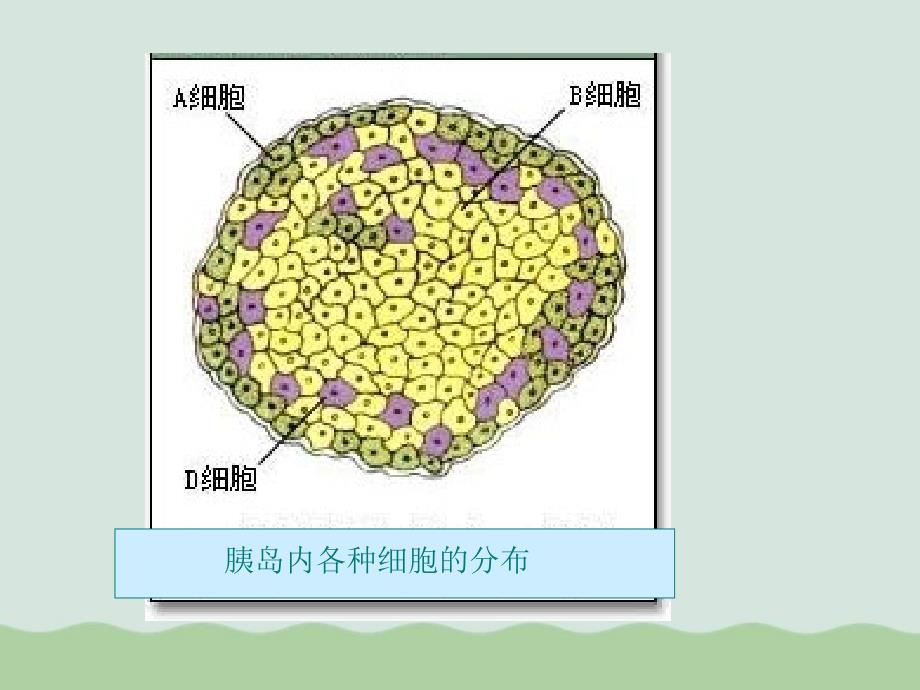 胰岛素课件全解(专题复习)-人教课标版_第3页