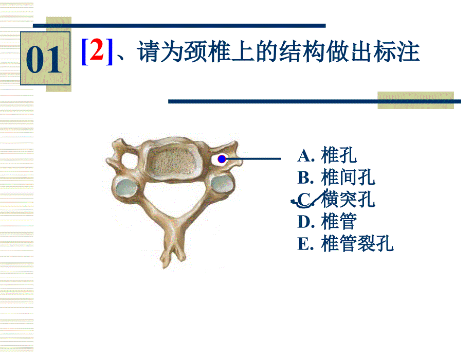 96学时人体解剖学实验图片考试 (4)_第3页