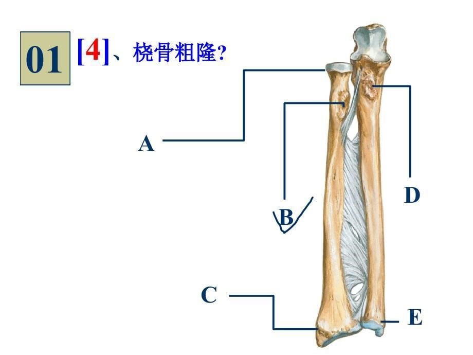 96学时人体解剖学实验图片考试 (4)_第5页