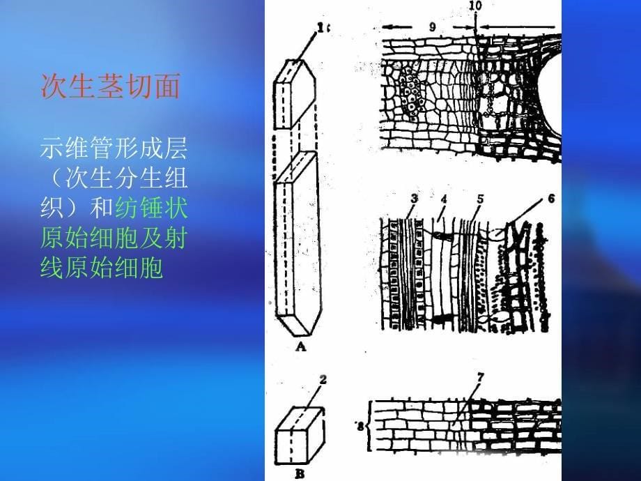 第三章植物组织_第5页