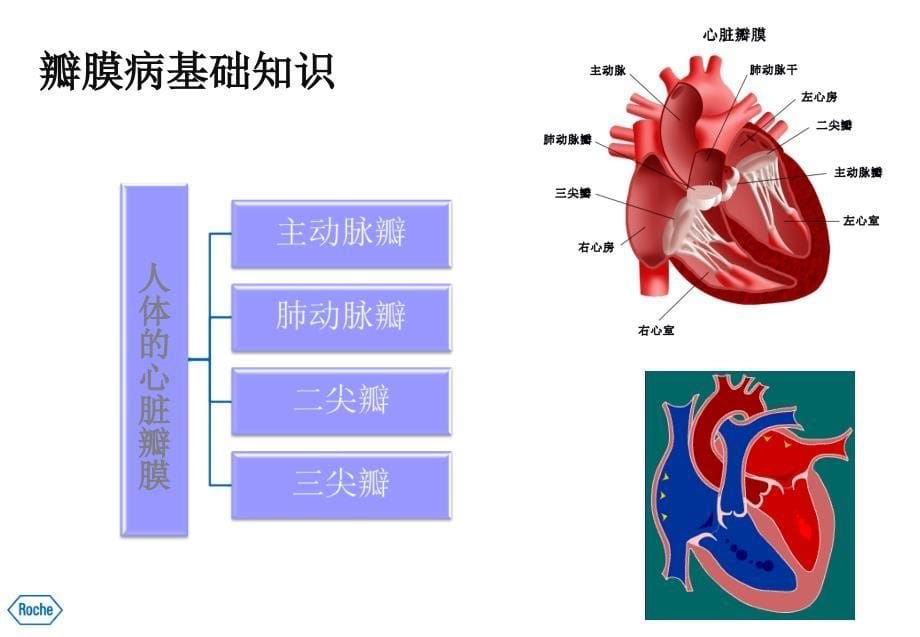 《换瓣术后抗凝治疗》PPT课件_第5页