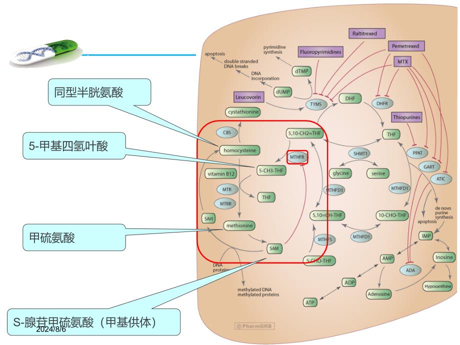 MTHFR基因检测与叶酸代谢产科方向ppt课件_第2页