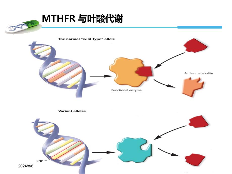 MTHFR基因检测与叶酸代谢产科方向ppt课件_第4页