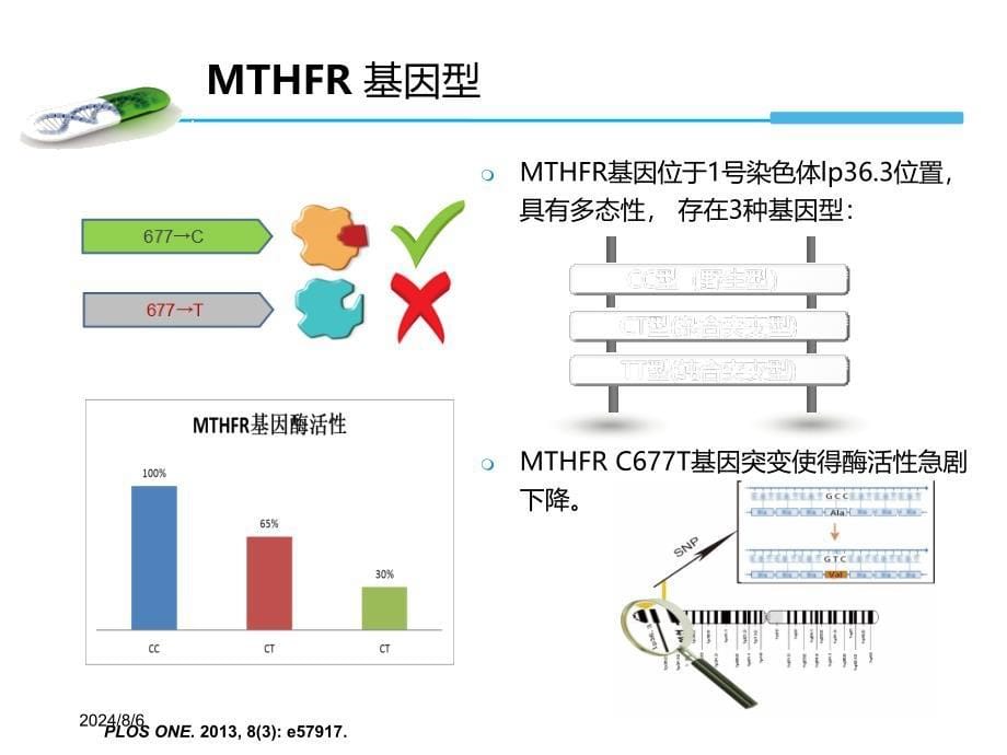 MTHFR基因检测与叶酸代谢产科方向ppt课件_第5页