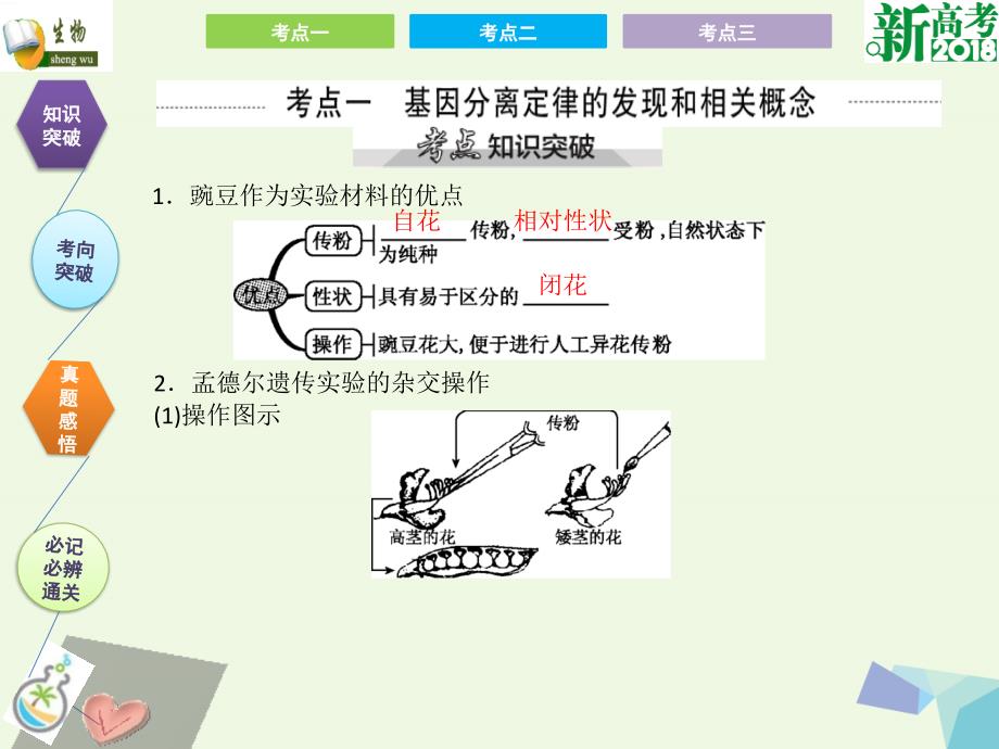 全国卷地区专用高考生物总复习第五单元遗传定律和伴性遗传第1讲孟德尔的豌豆杂交实验一课件共31页_第2页