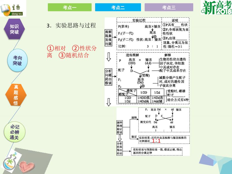 全国卷地区专用高考生物总复习第五单元遗传定律和伴性遗传第1讲孟德尔的豌豆杂交实验一课件共31页_第4页