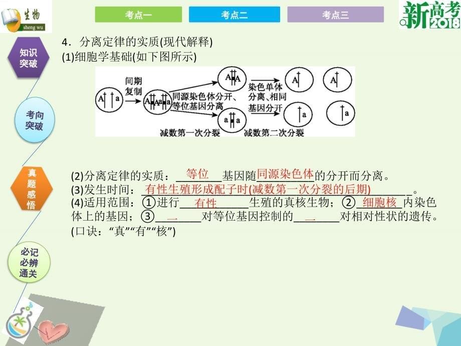 全国卷地区专用高考生物总复习第五单元遗传定律和伴性遗传第1讲孟德尔的豌豆杂交实验一课件共31页_第5页